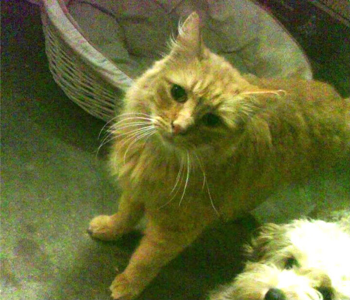 《电竞投诉与仲裁体系：维护公平公正的行业标准》，电竞法律纠纷