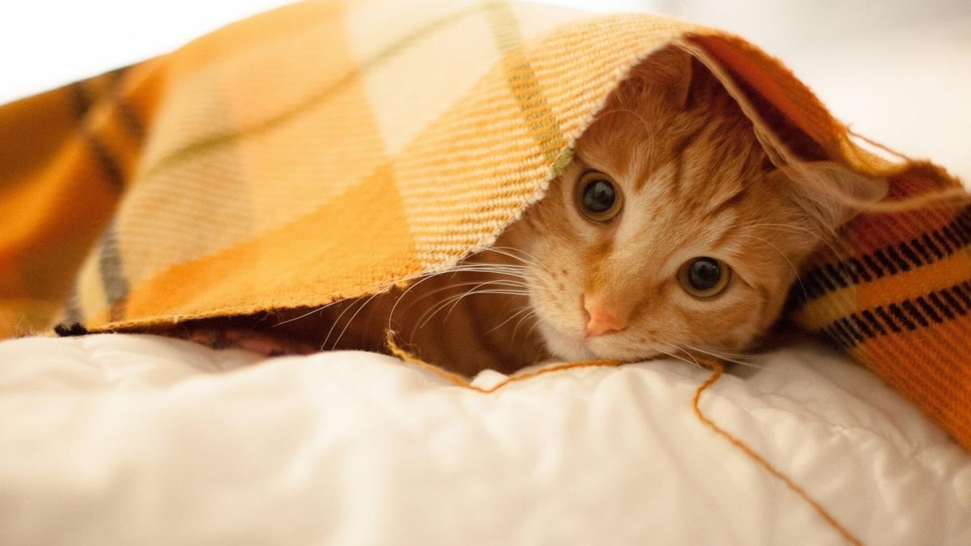 《虚拟现实电竞：沉浸式体验成新宠》，虚拟现实沉浸性