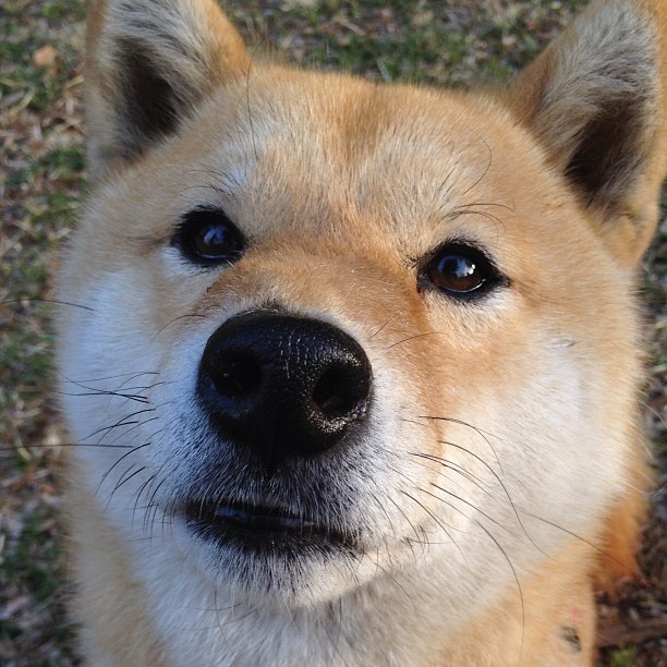 【名将对决】丁俊晖与马克·塞尔比的巅峰较量分析,丁俊晖输给塞尔比却不握手