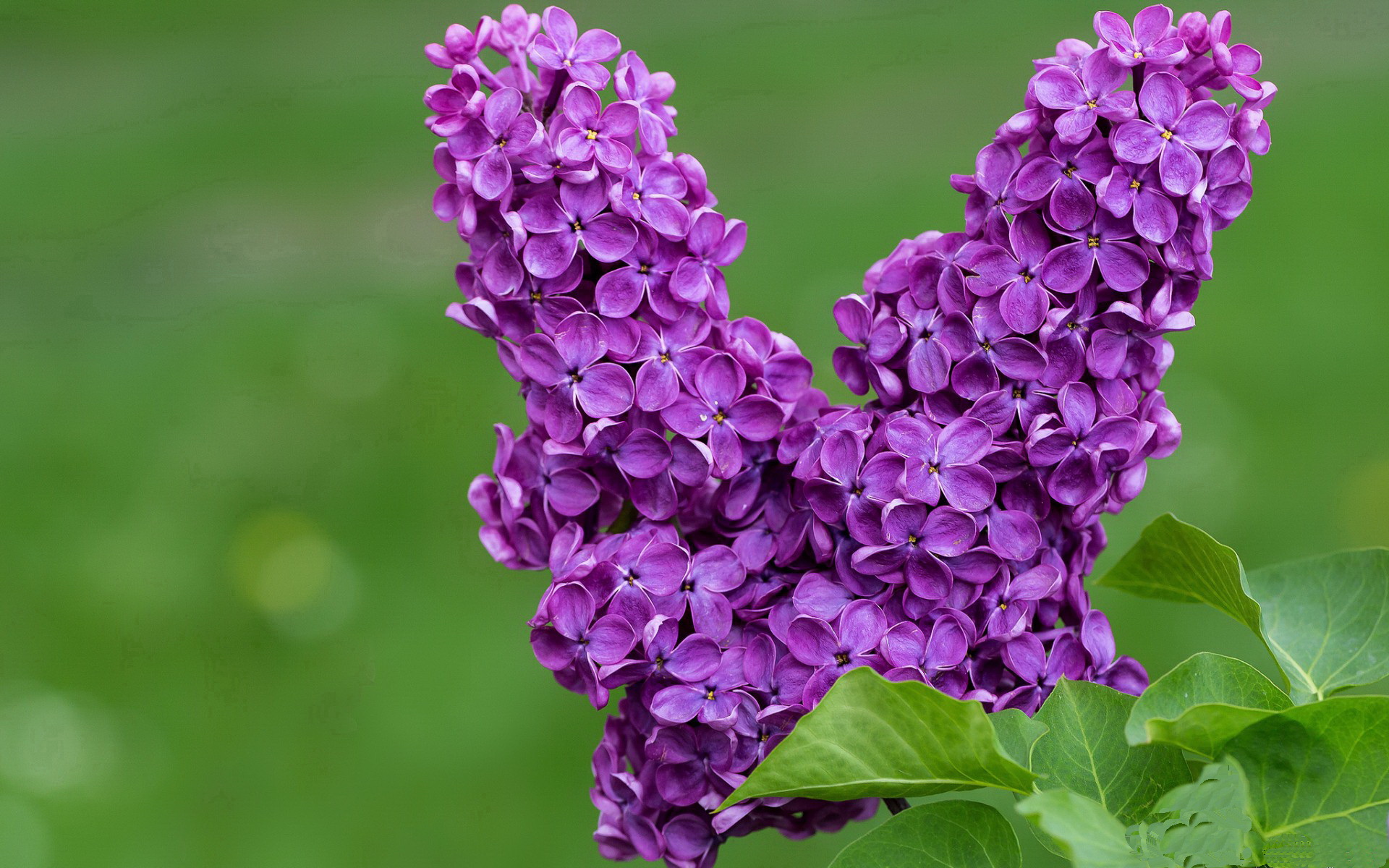 最高纪录:史上欧冠最年轻“一哥”,欧冠最年轻出场纪录