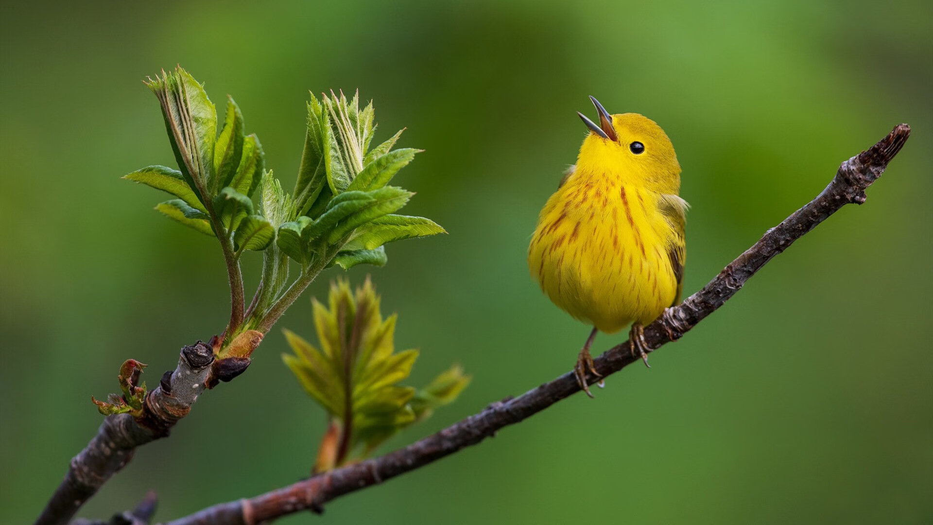 爱游戏中国官方登录入口网站-湖人在季后赛中发挥出色，詹姆斯全场砍下50分，引爆全场！，湖人季后赛詹姆斯数据