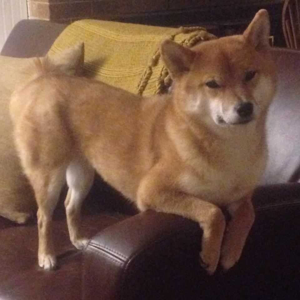 爱游戏平台-篮网三巨头携手，为球队带来连胜势头，篮网三巨头谁最可怕