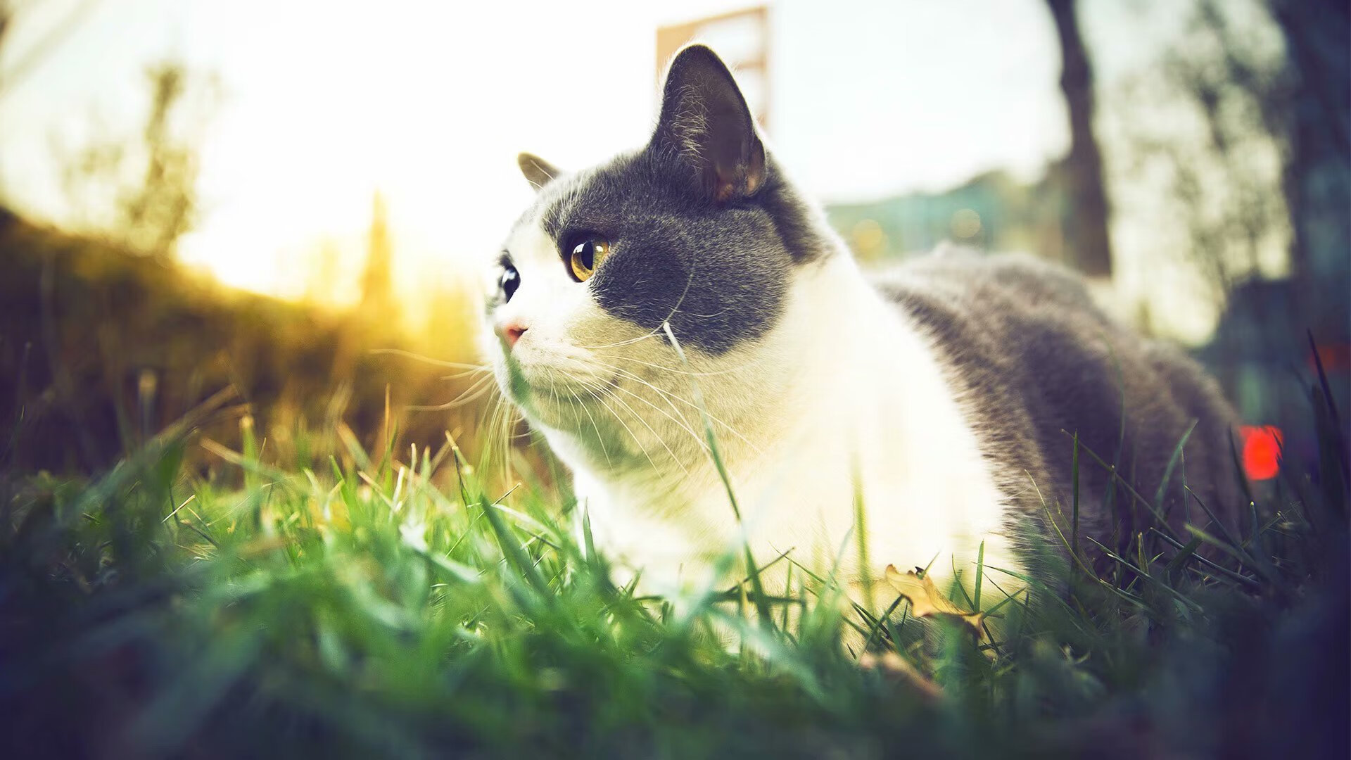 逆转“奇迹夜”:那些让欧洲震撼的经典瞬间,nba逆转奇迹