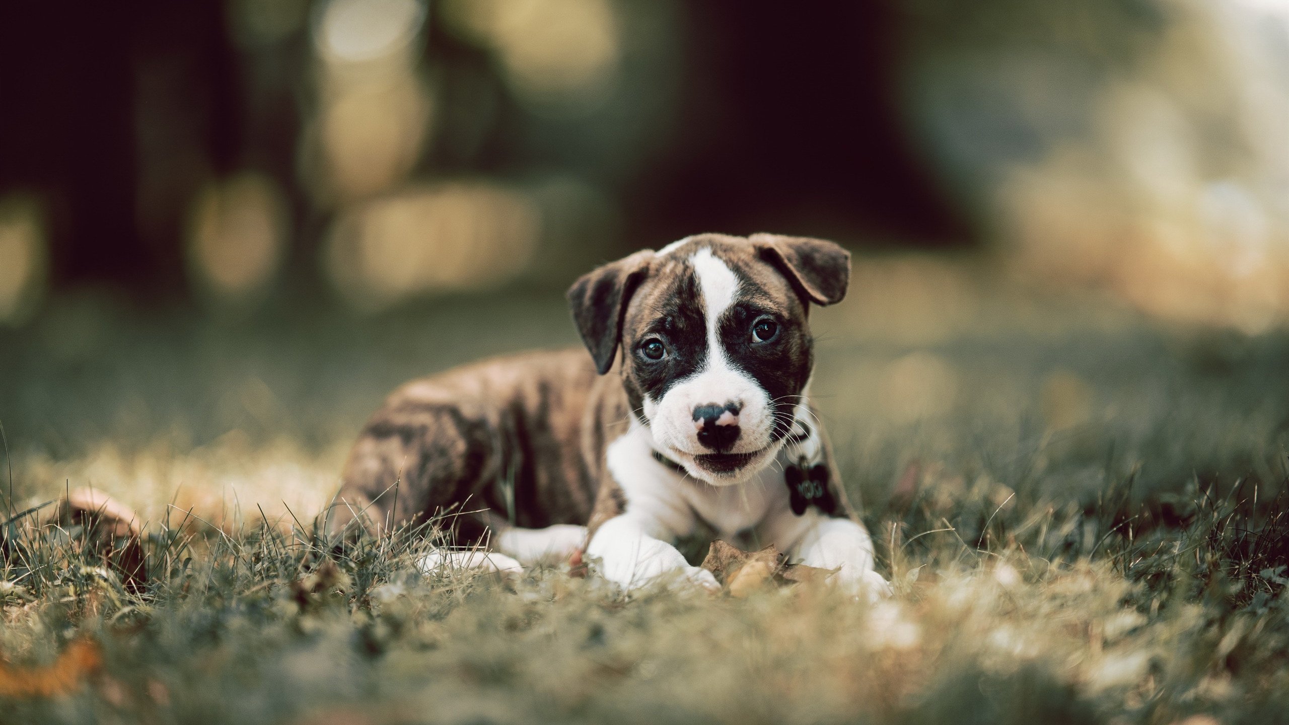 爱游戏娱乐-佛罗伦萨球员大胆发言，表达夺冠决心，佛罗伦萨球队主场