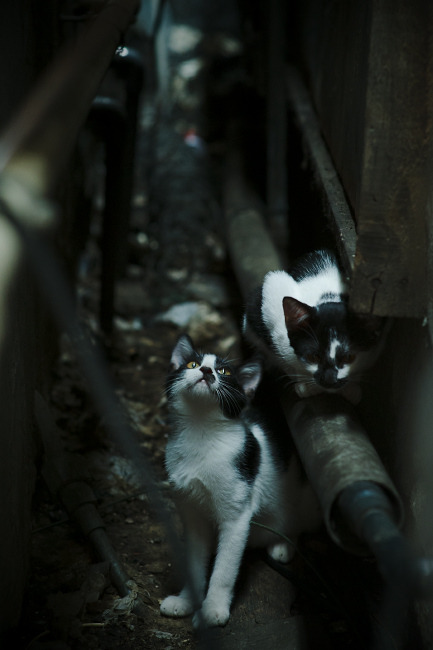 爱游戏 电竞-切尔西女足未来引援计划曝光，切尔西女足什么水平