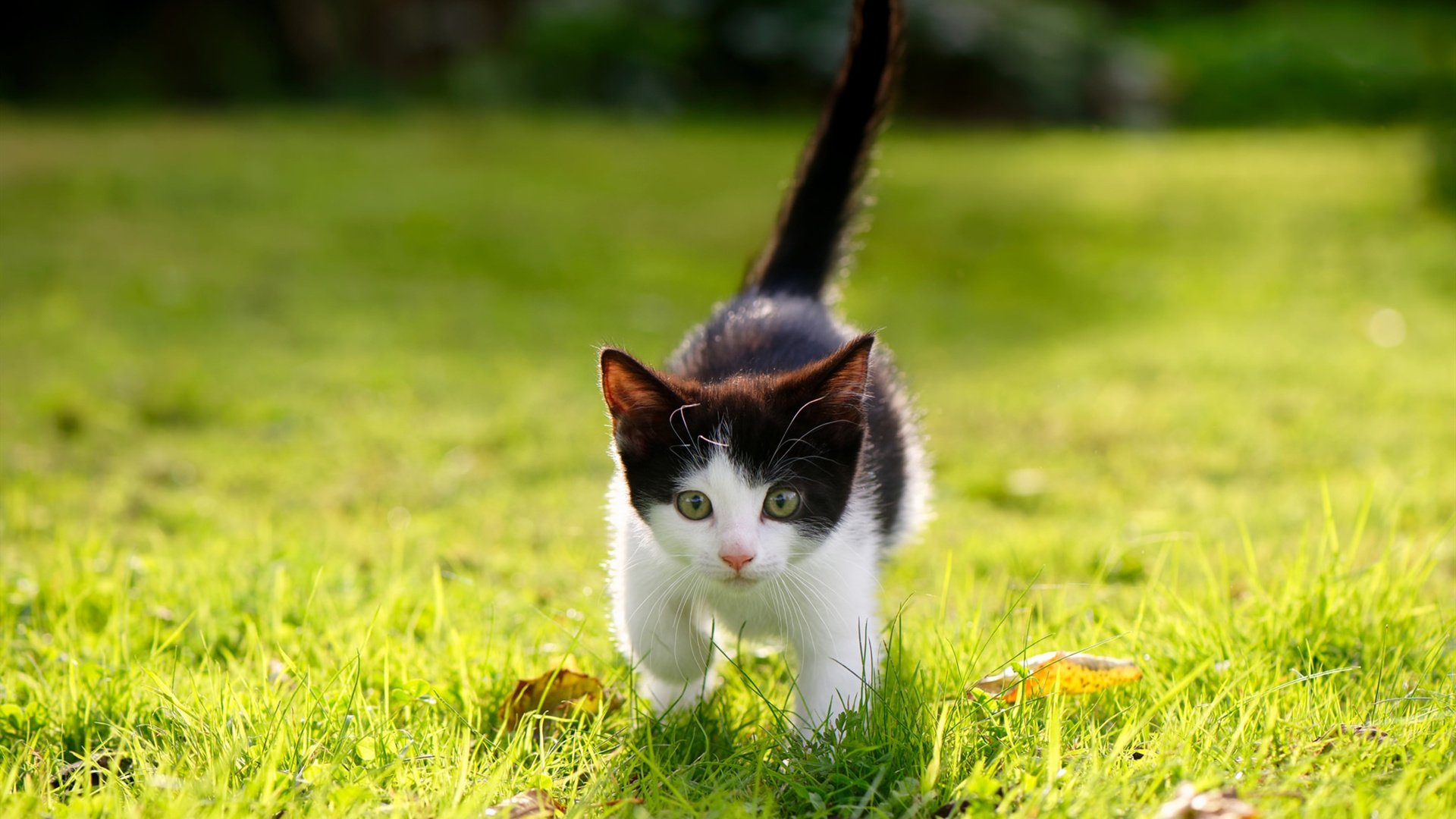 爱游戏官网-勇士队官方宣布考辛斯将伤愈复出，勇士考辛斯去哪了