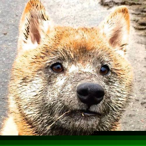 爱游戏 电竞-墨西哥马术协会开展马匹福利宣传活动，提升公众意识。，墨西哥赛马