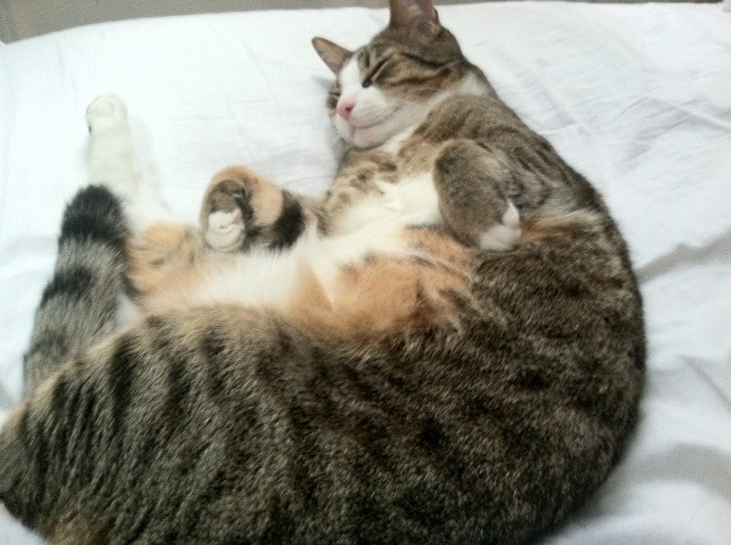 AYX GAMING-多特蒙德勇夺三分，逼近联赛榜首，多特蒙德比赛分析