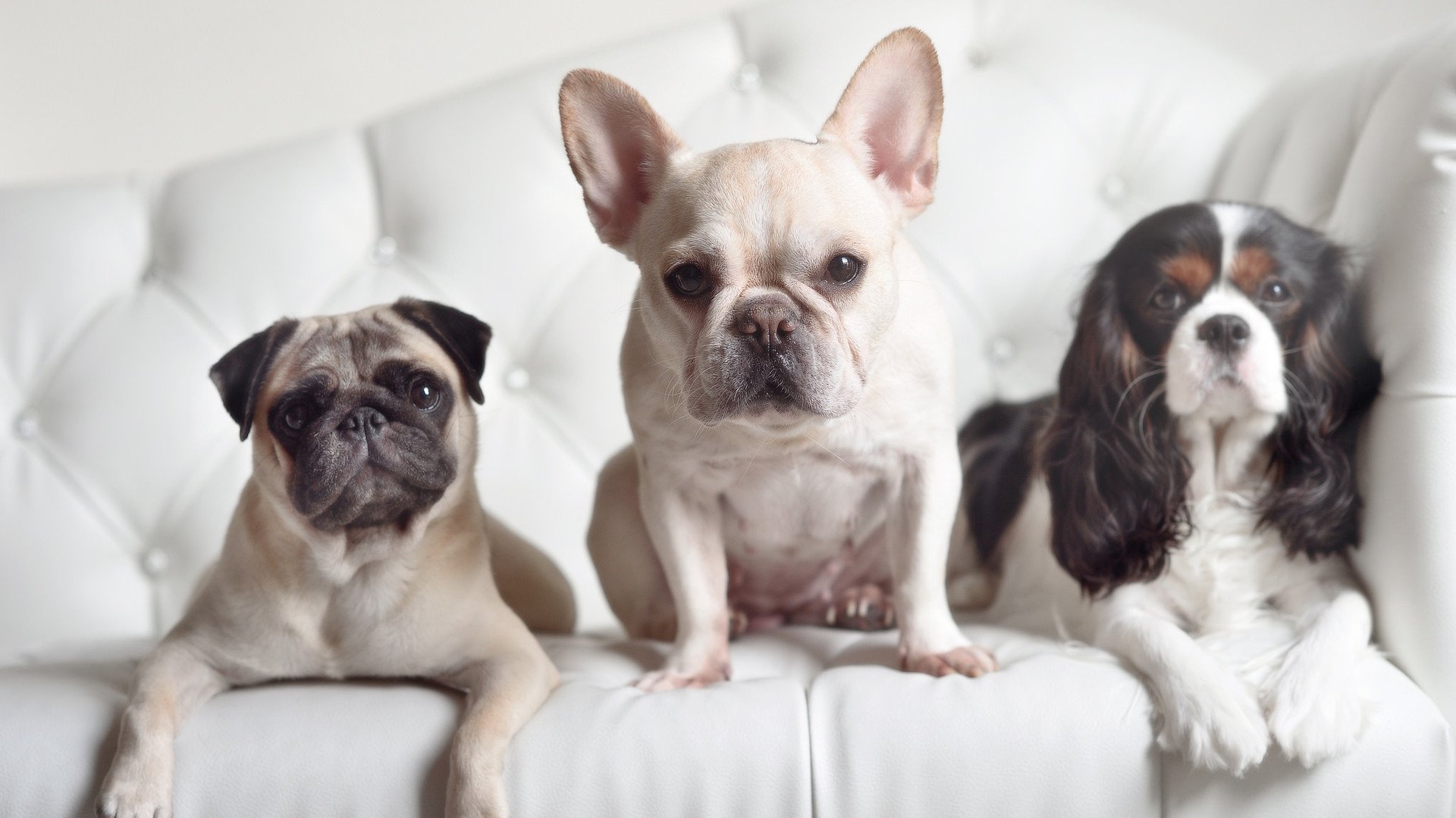 斯托克城球风务实坚韧,陶工希望扭转颓势,斯托克城历史球星