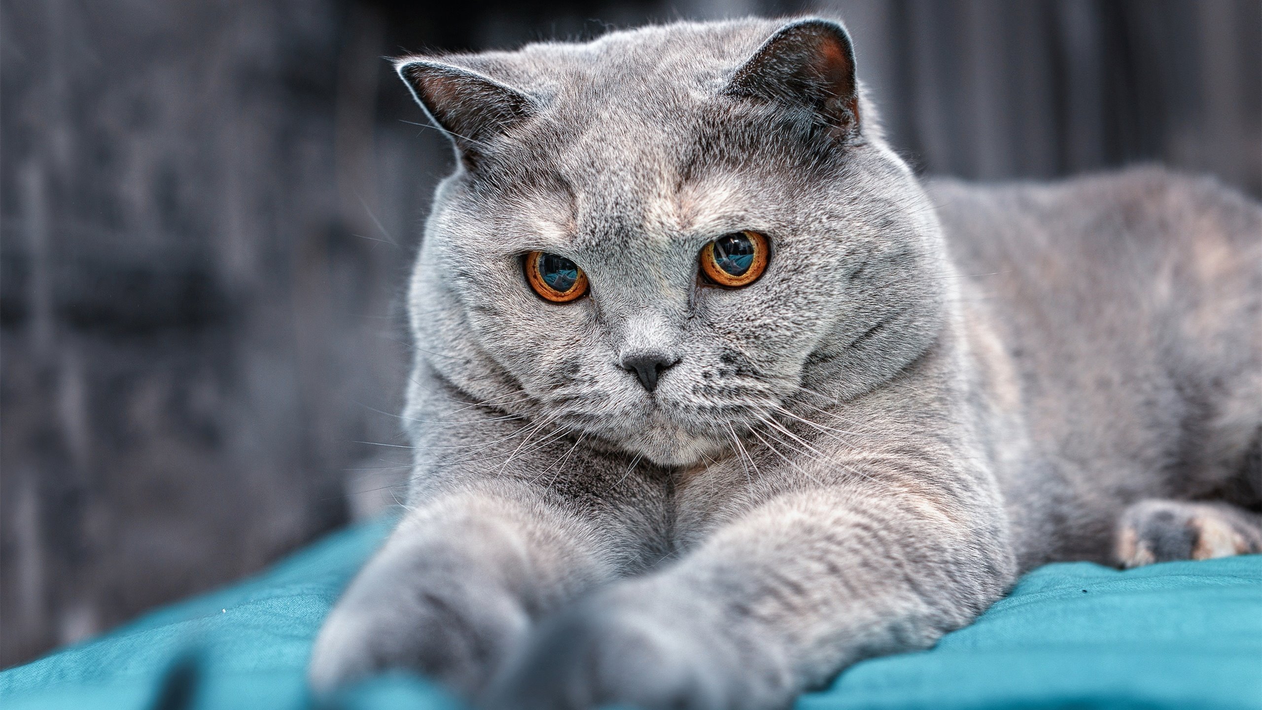 普拉提教练培训机构数量增加,行业竞争加剧,普拉提教练技能培训