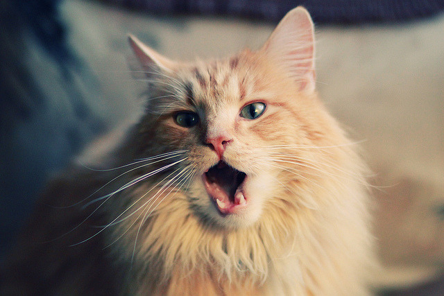 爱游戏体育-马德里竞争性运动加油，皇朝观众平迎击，马德里竞技风格