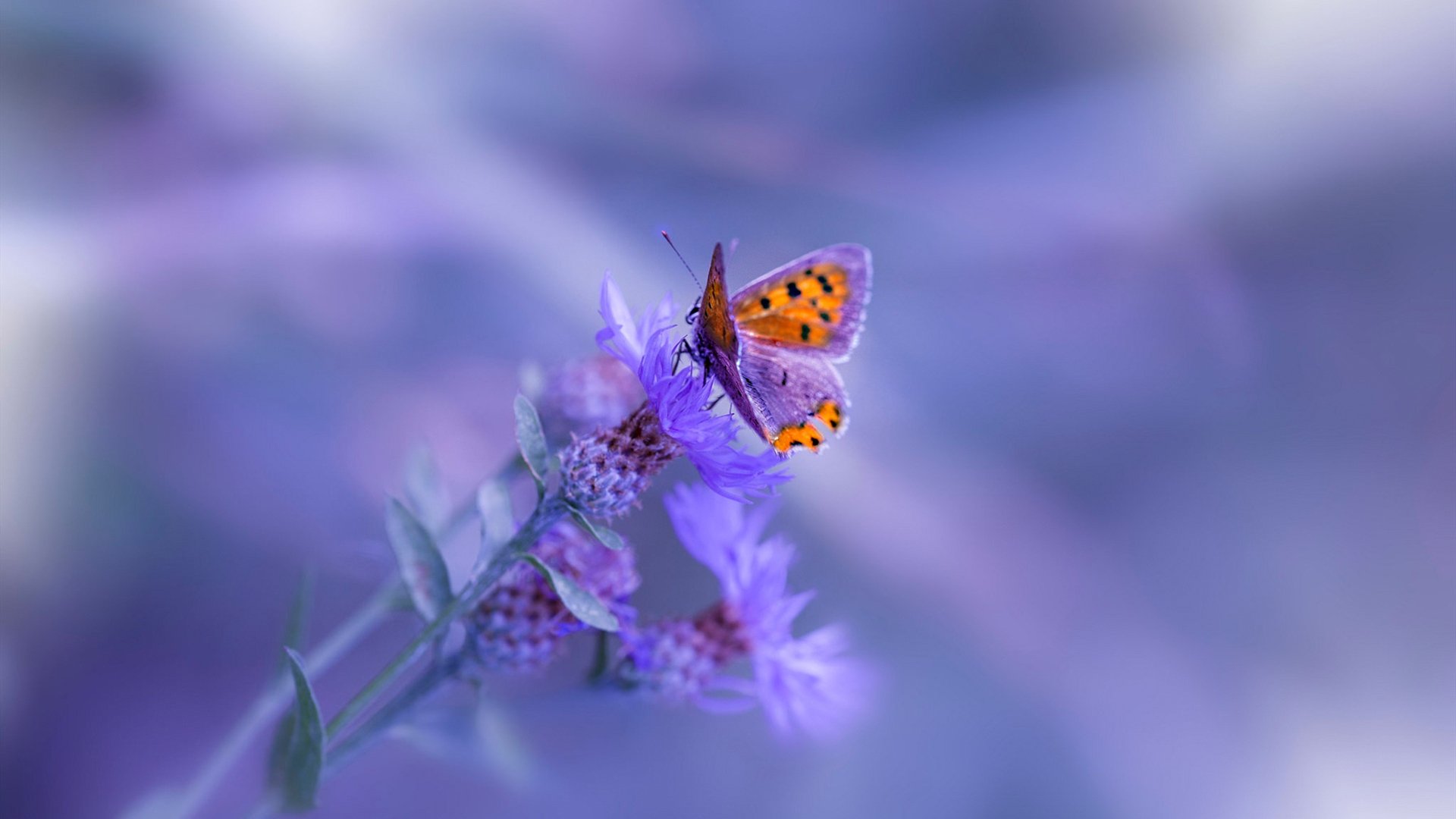 马竞主场3-0战胜莱加内斯，进攻火力全开，马竞1-0