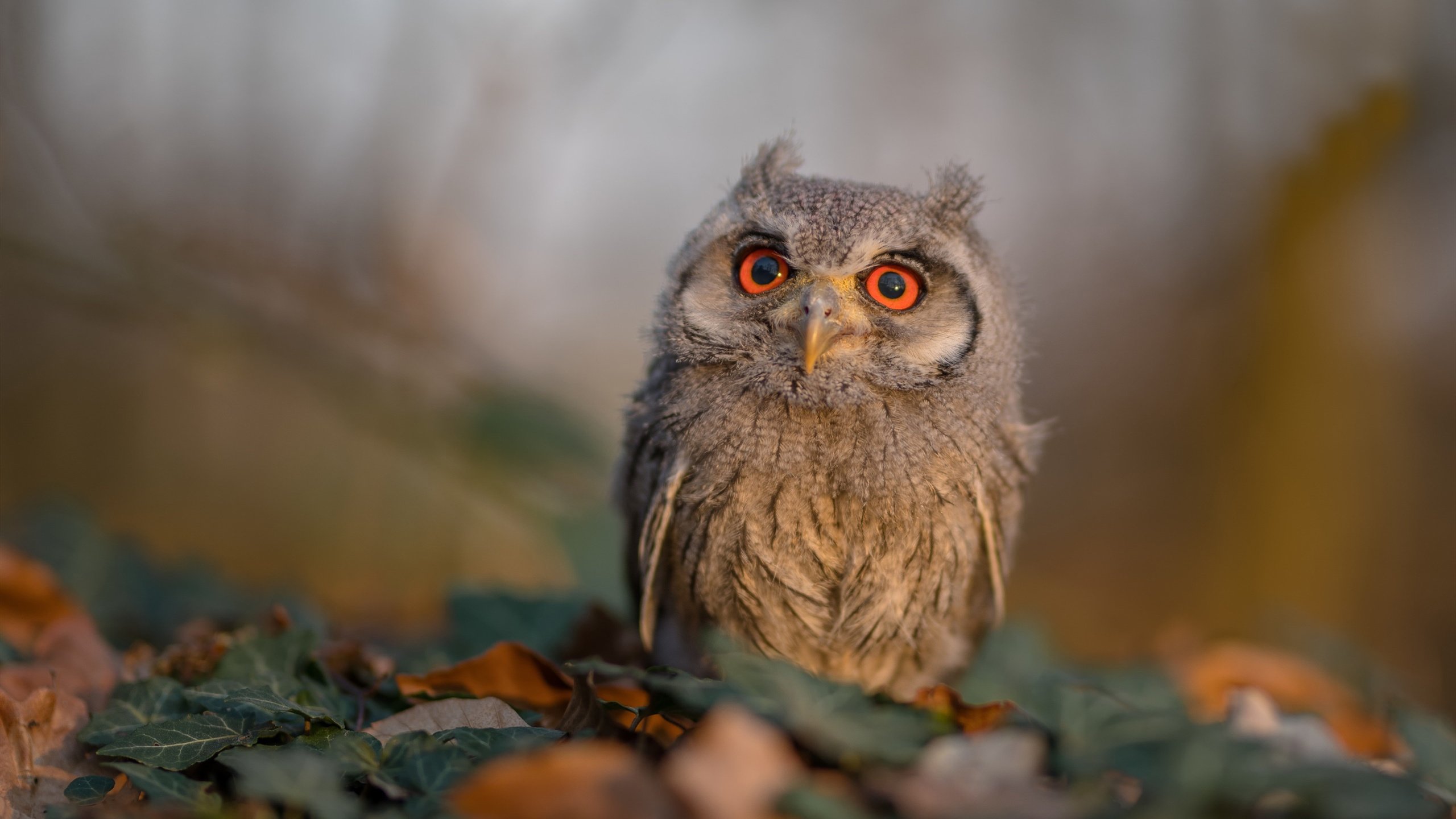 世俱杯交锋:亚洲球队突围欧洲强队的历史瞬间,世俱杯亚洲俱乐部最好成绩