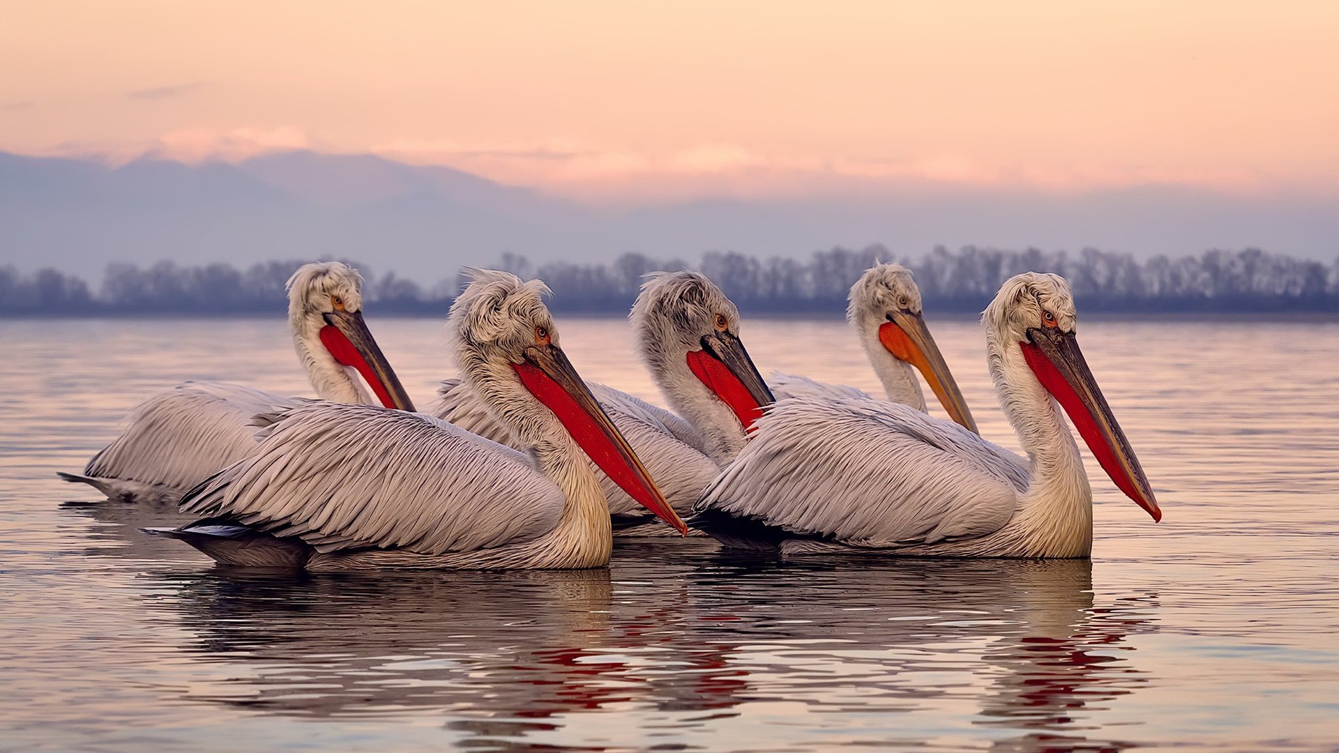中国篮球运动员综合素质培养体系研究,中国篮球人才培养体系