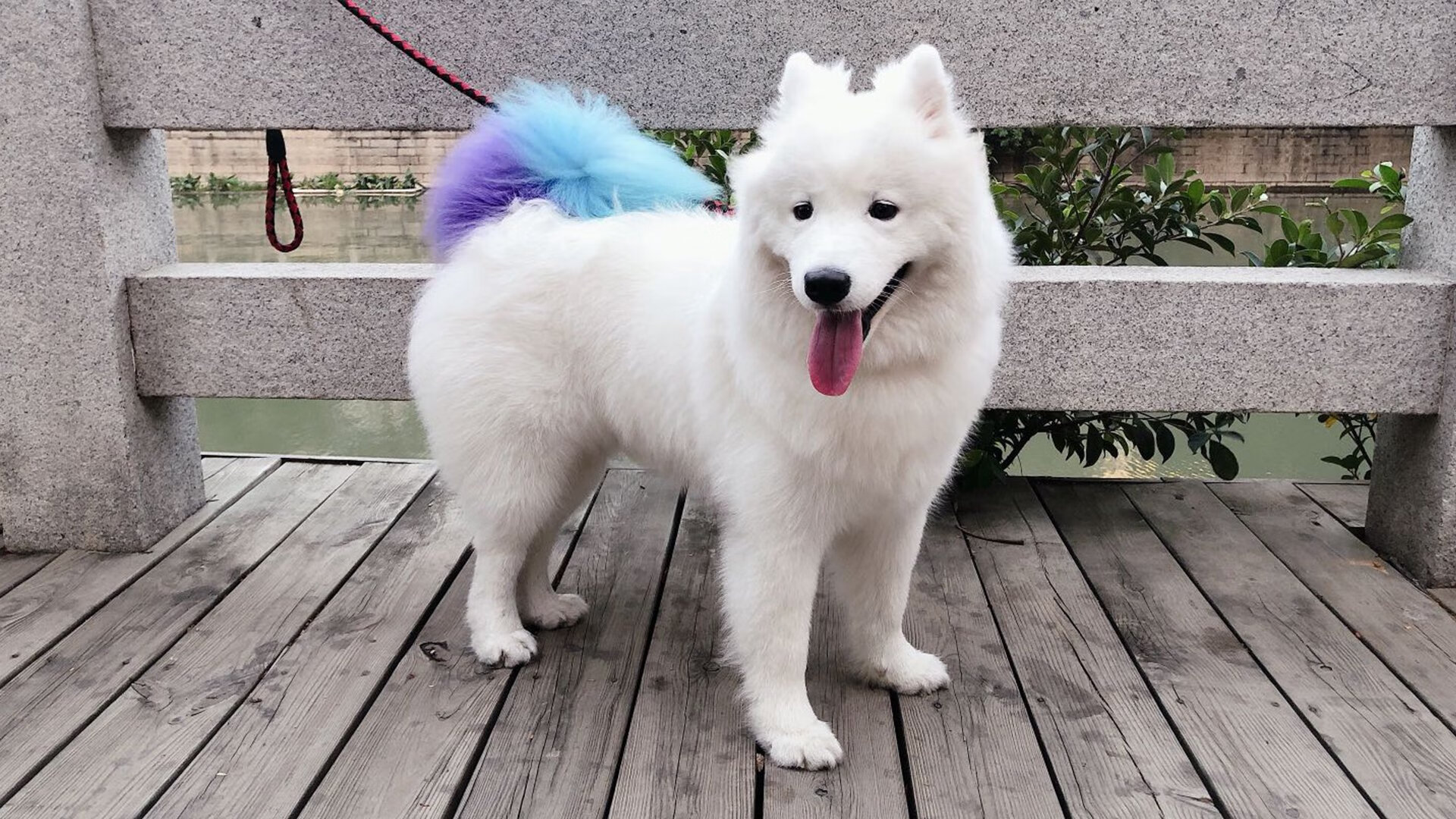 中国篮球青少年培训质量保障机制，中国篮球青少年培训质量保障机制是什么