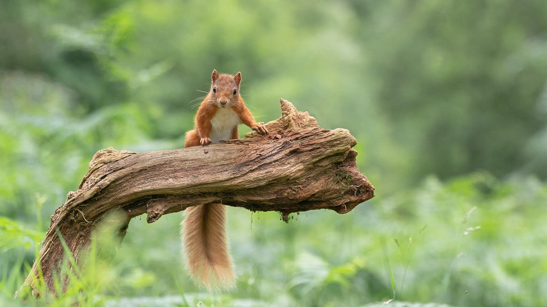 中超新援表现数据综合分析,中超外援新政策