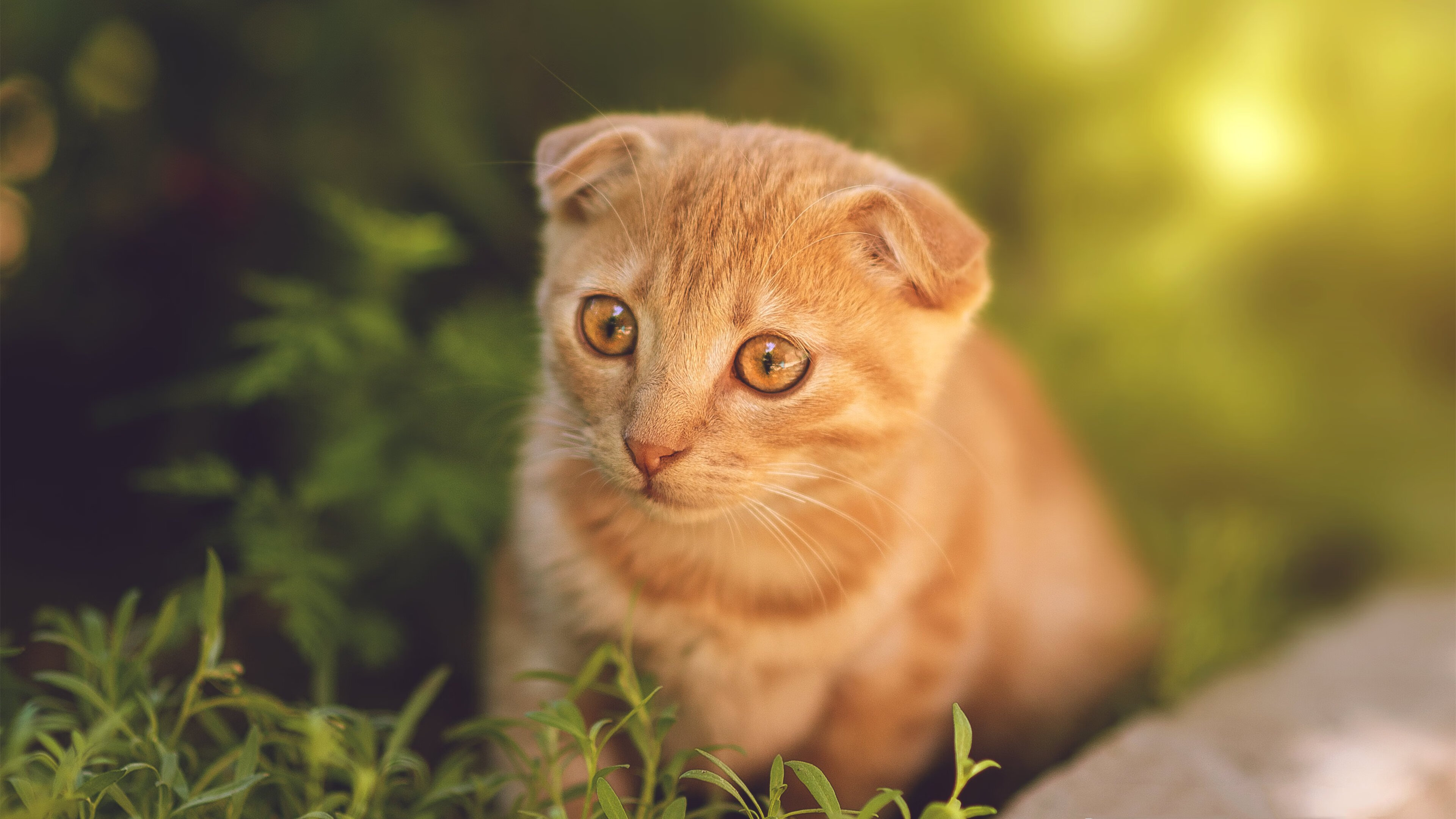 运动表现评估平台数据标准化路径研究,运动表现分析的应用及设想