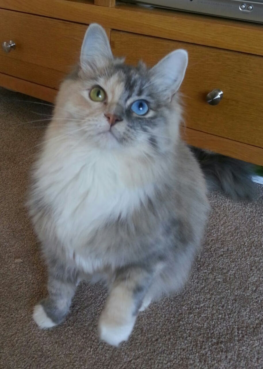 五大联赛年轻后场组合是否能成为创意源泉，五大联赛最年轻球员