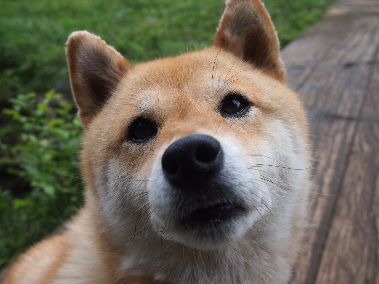 爱游戏-广东队外援逐渐适应体系打出高效表现，广东队的外援去哪里了