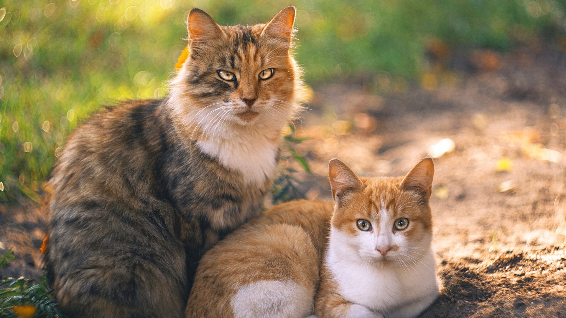 新兴乒乓球技术引发全球选手关注，乒乓球新玩法图片