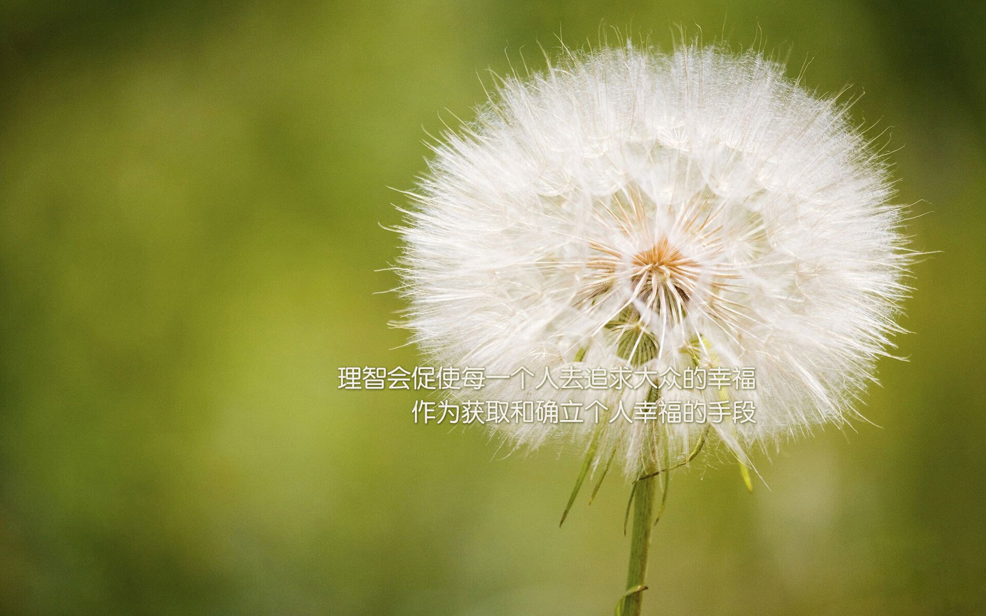 波兰队赛制解读:如何根据对手的不同特点调整战术,波兰队怎么样