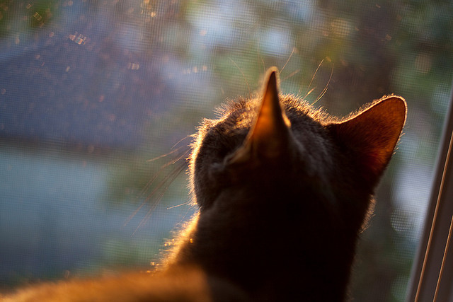 赛季临近时替补球员出场时间优化与绩效提升逻辑,替补球员从哪上场