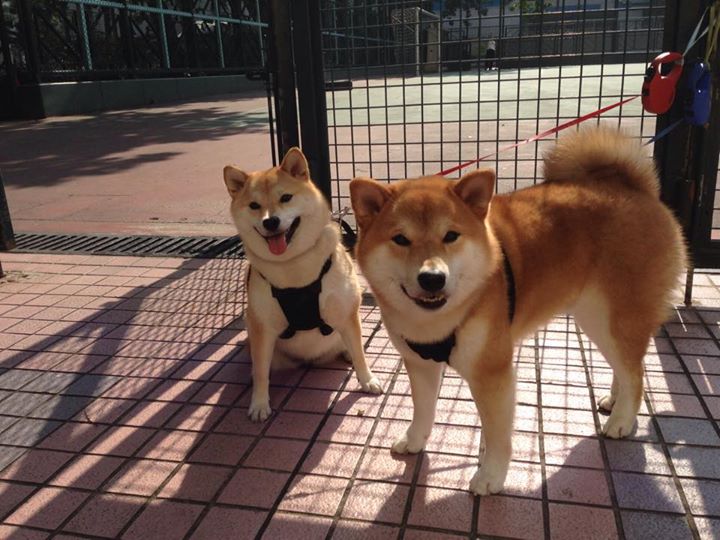 马赛围绕核心展开多点进攻,马赛分析