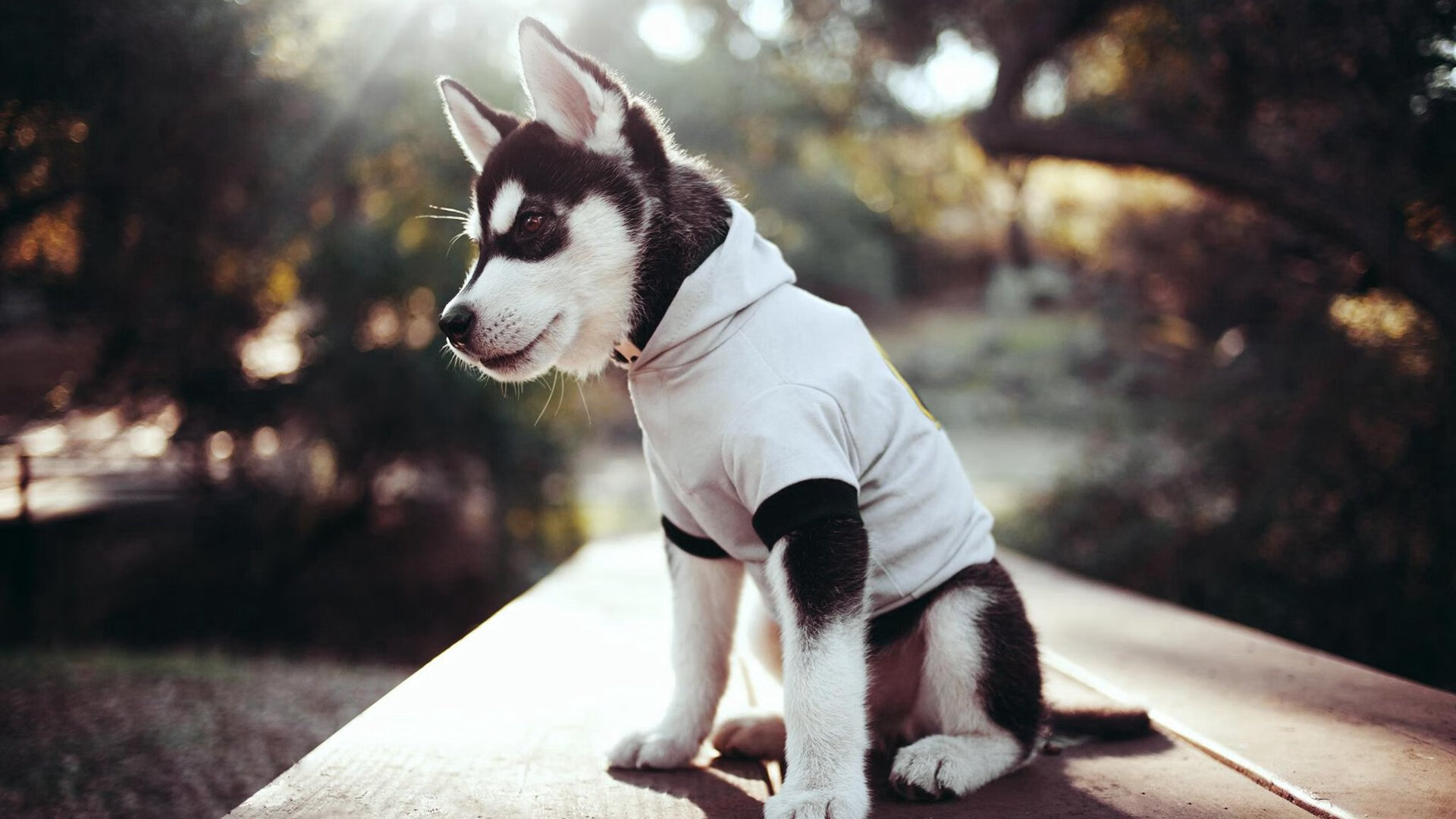 国家乒协发文鼓励退役运动员转型参与教练培养,国家队乒乓运动员退役收入