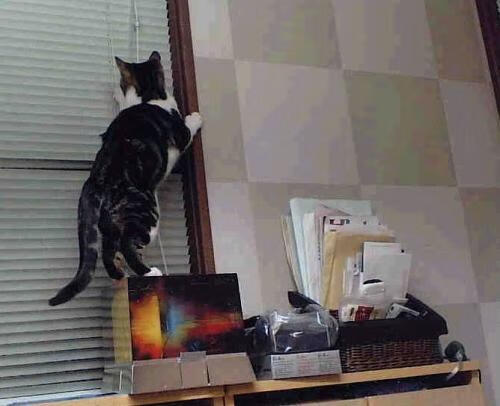 爱游戏中国官方登录入口网站-史密斯女子200米仰泳决赛表现无懈可击，女子200米仰泳决赛冠军