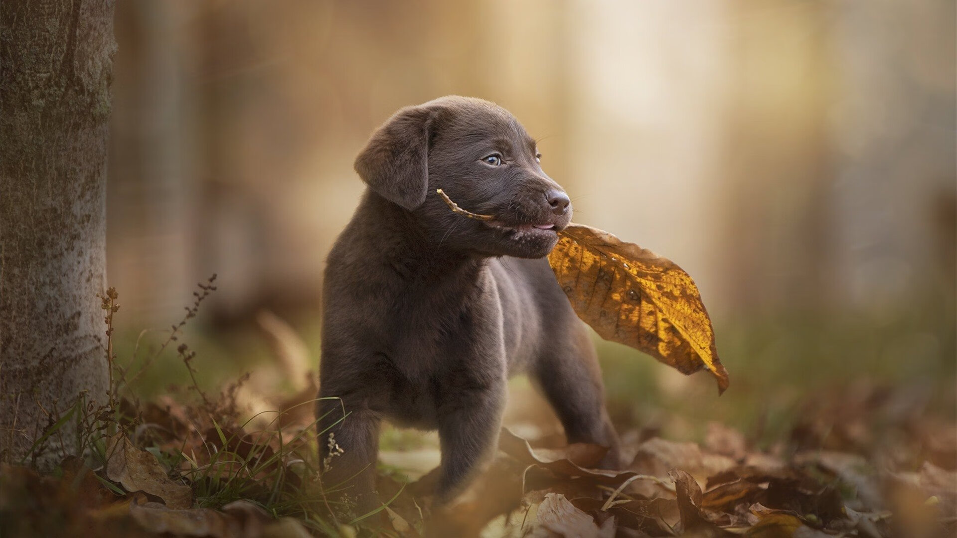 女子排球联赛精彩对决 团队协作成关键,女子排球超级联赛