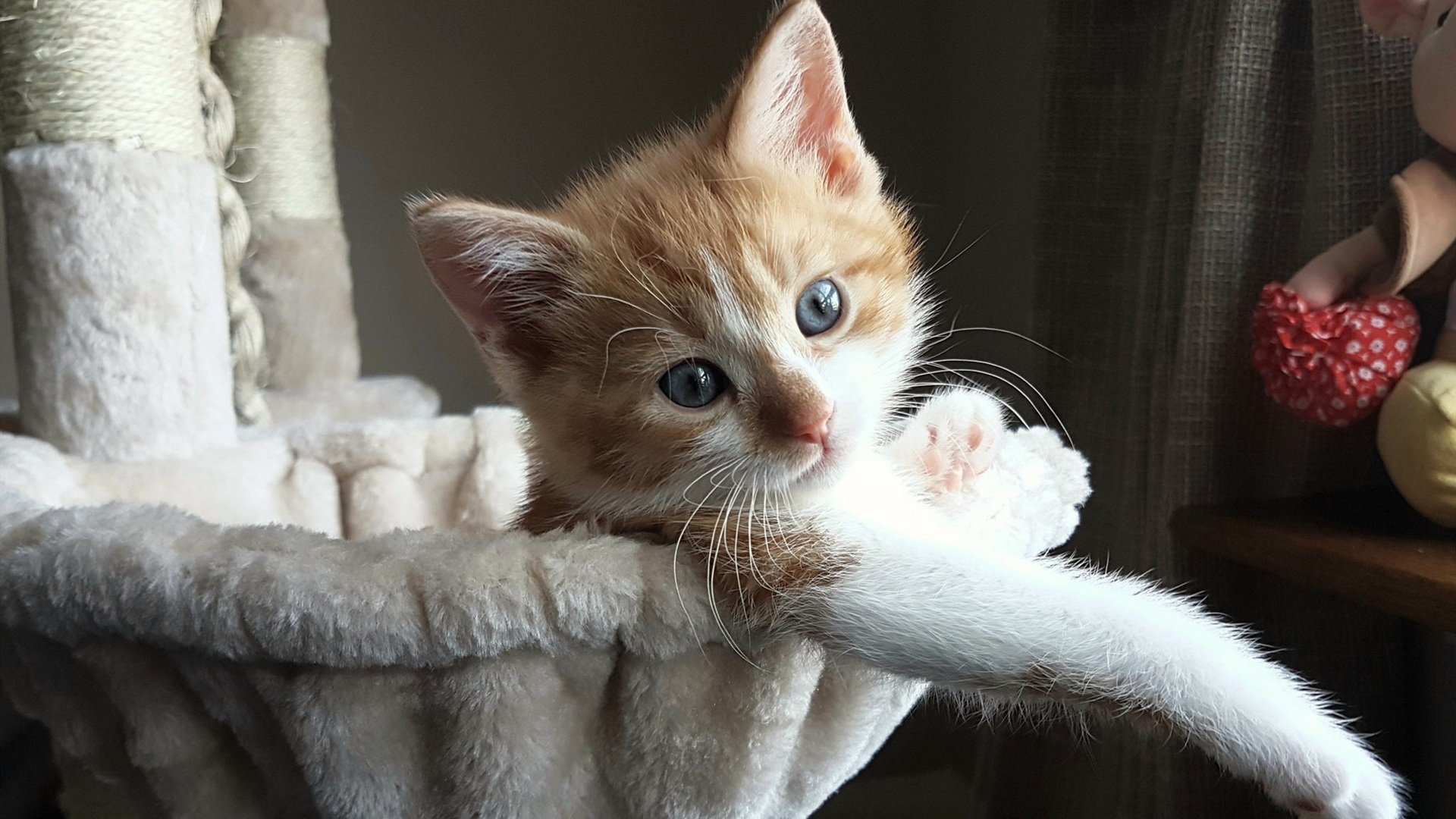 张雨霏自由泳赛段发力迅速,张雨霏自由泳实力