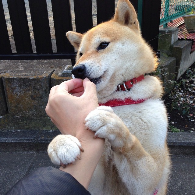 澳大利亚女子橄榄球职业化进程加速,澳大利亚女子橄榄球队